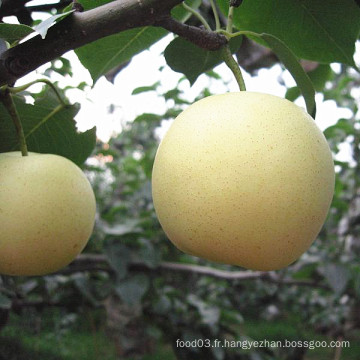 Vente chaude Bonne qualité Poire d&#39;or frais